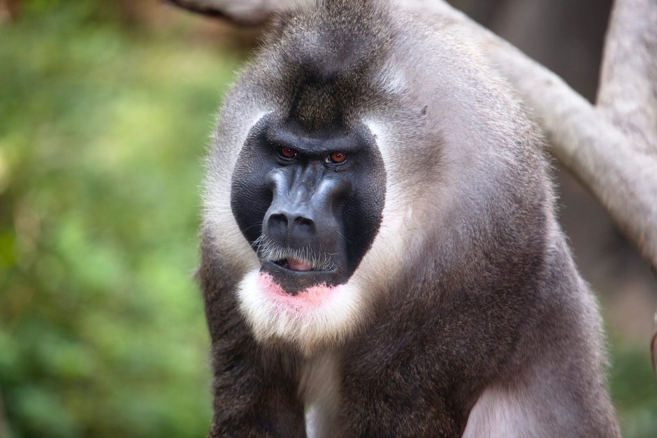Mandrillus Leucophaeus