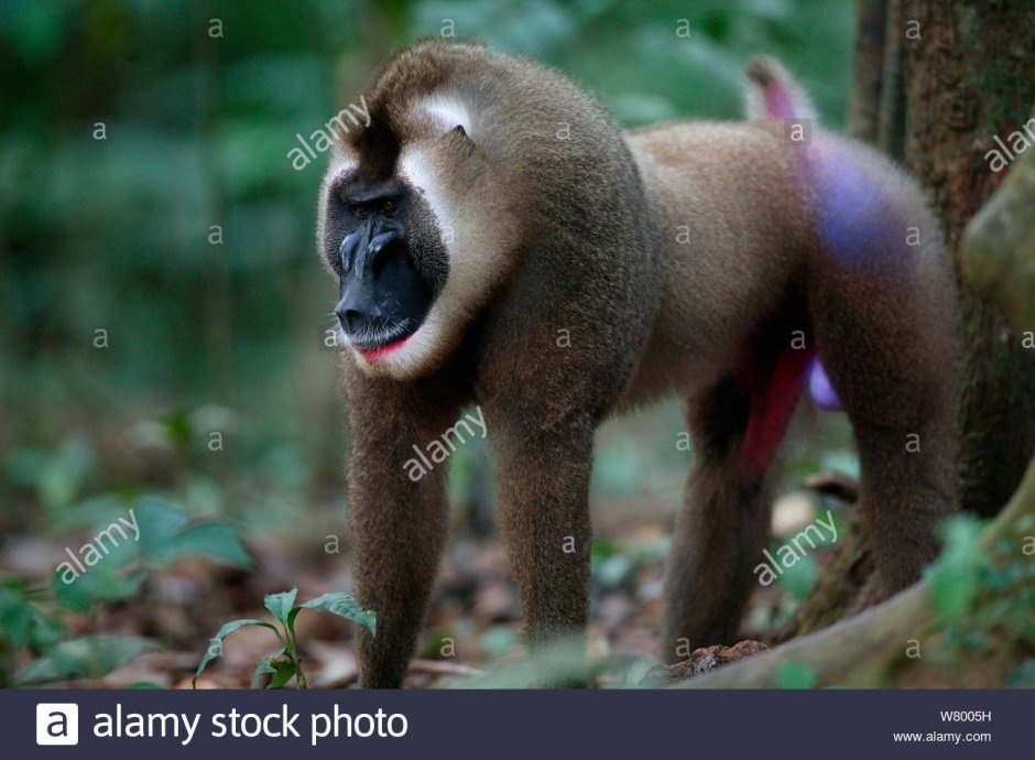 Mandrillus Leucophaeus