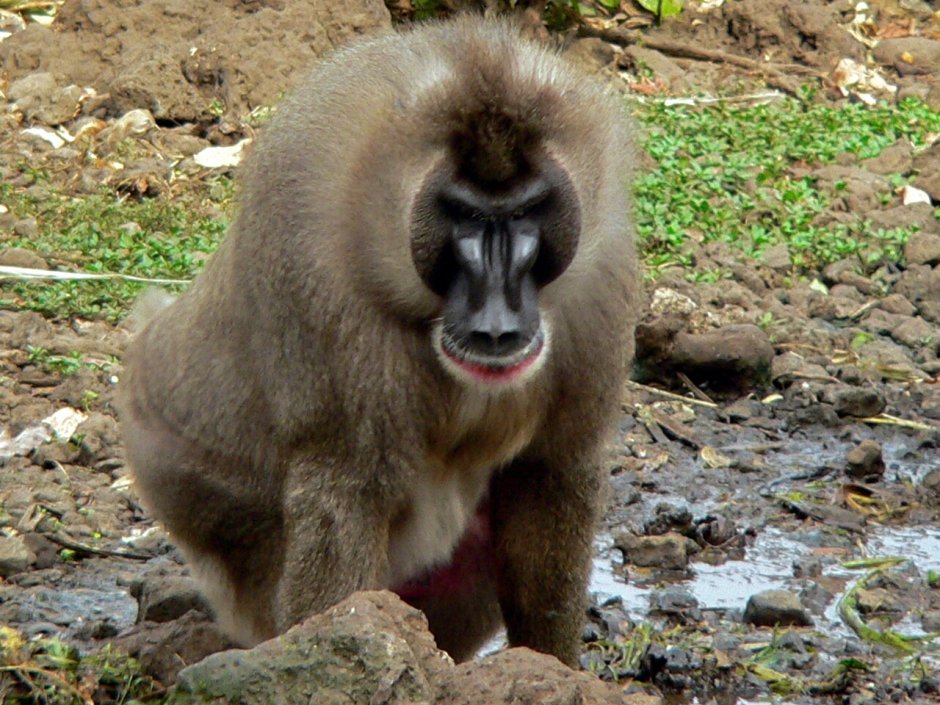 Mandrillus Leucophaeus