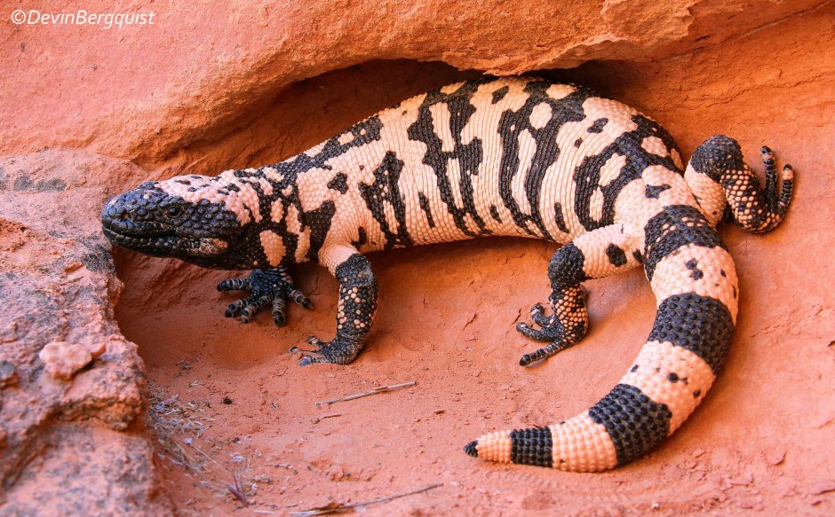 Heloderma suspectum