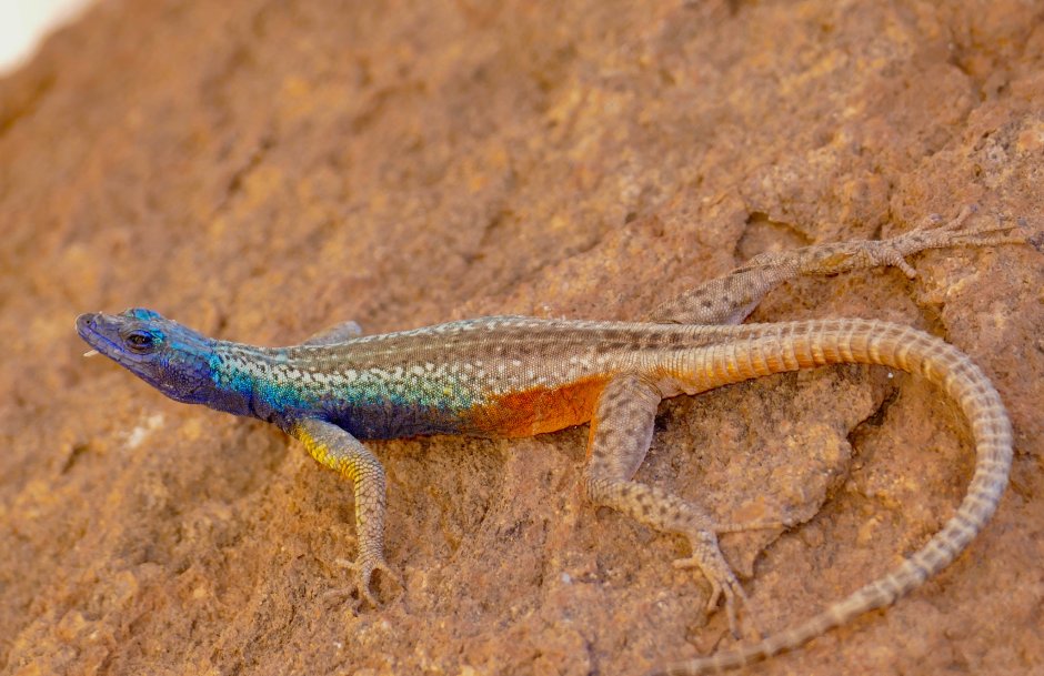 Platysaurus torquatus