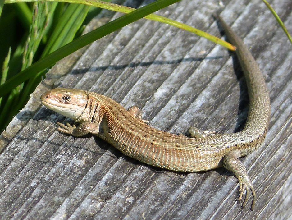 Lacerta vivipara