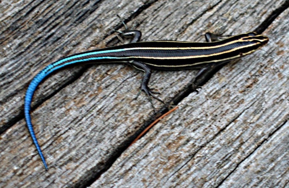 Полосатая ящерица Lacerta strigata