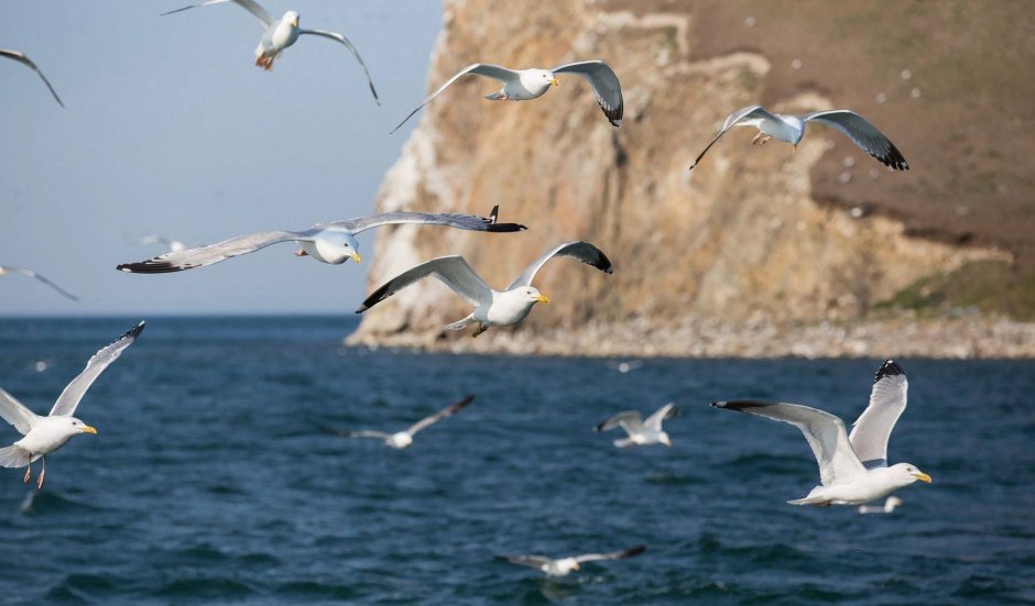 Альбатрос Азовское море