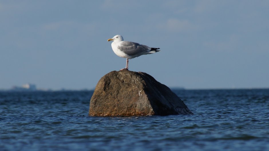 Альбатрос птица Азовское море