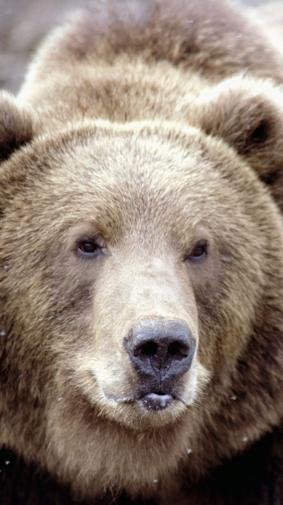 Нос плюшевого медведя