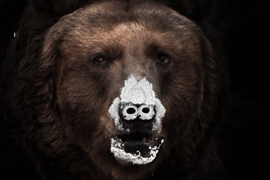 Уши белого медведя
