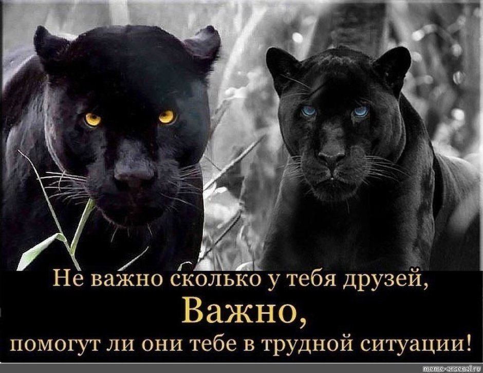 Гепард меланист
