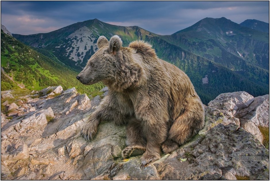 Горная Шория медведь