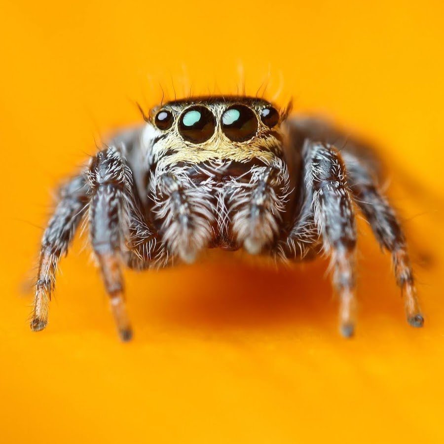 Полосатый прыгающий паук