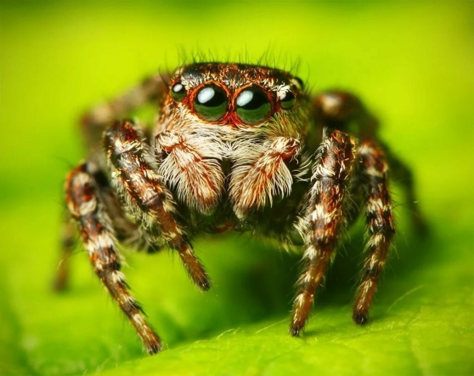 Паук скакунчик