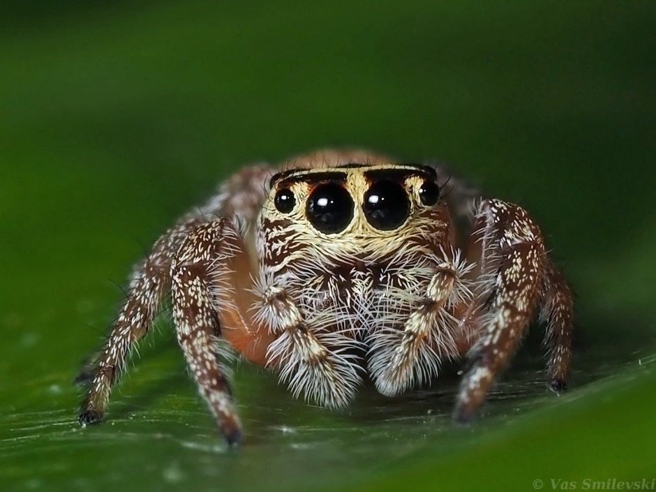 Гималайский прыгающий паук