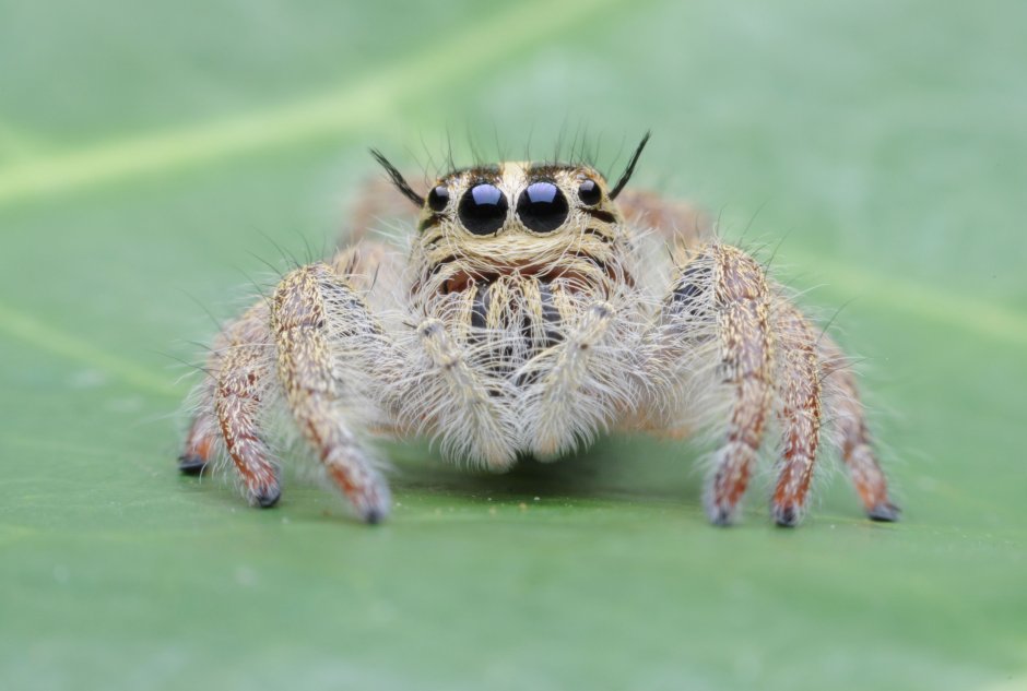 Паукообразные жуки