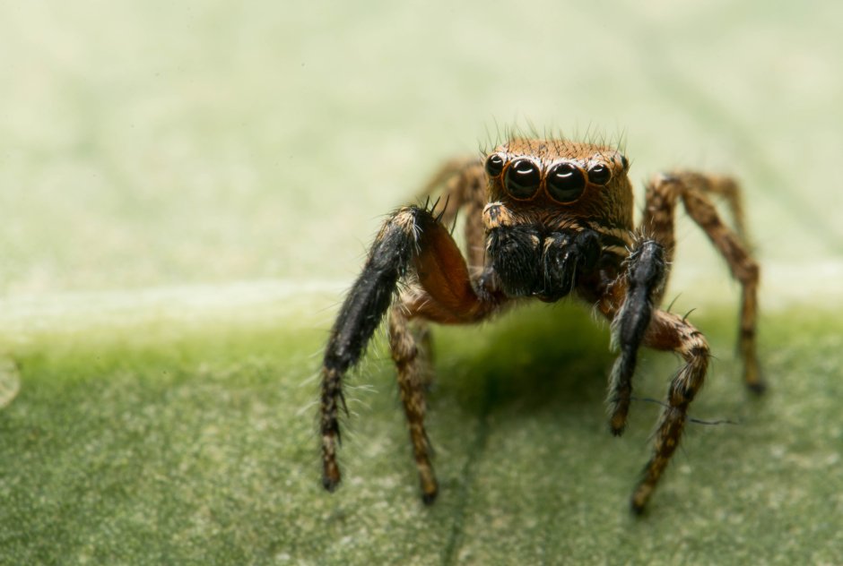 Euophrys omnisuperstes