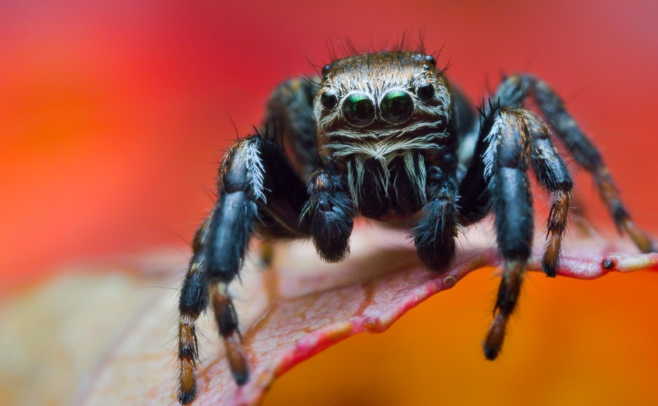 Паукообразные скакунчик