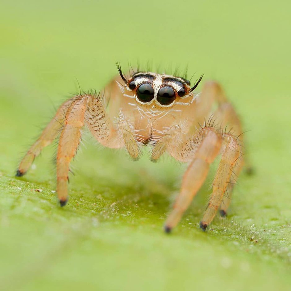 Маленькие паучки