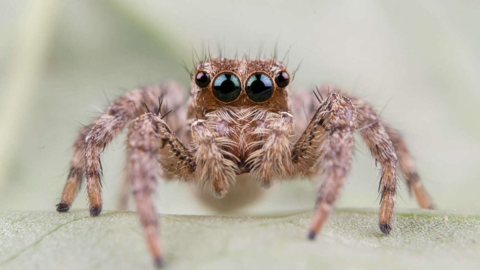 Королевский скакунчик