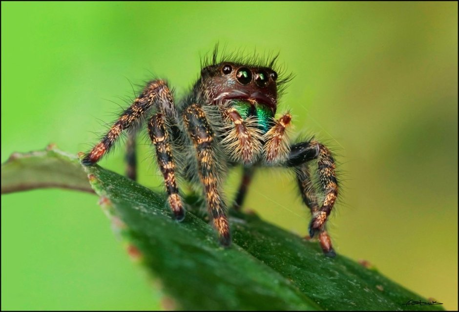 Паук Тарантул глаза