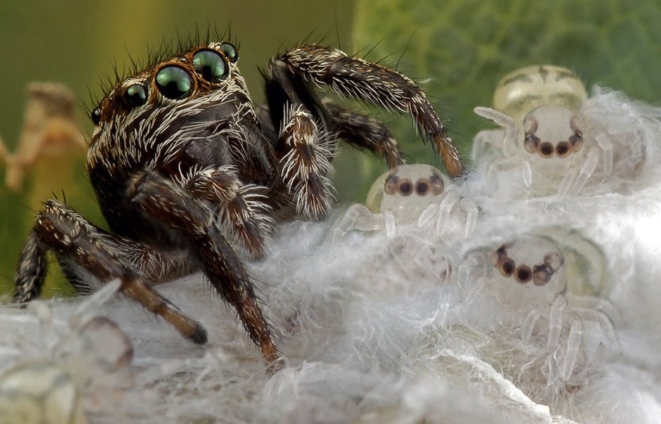 Прыгающий паук