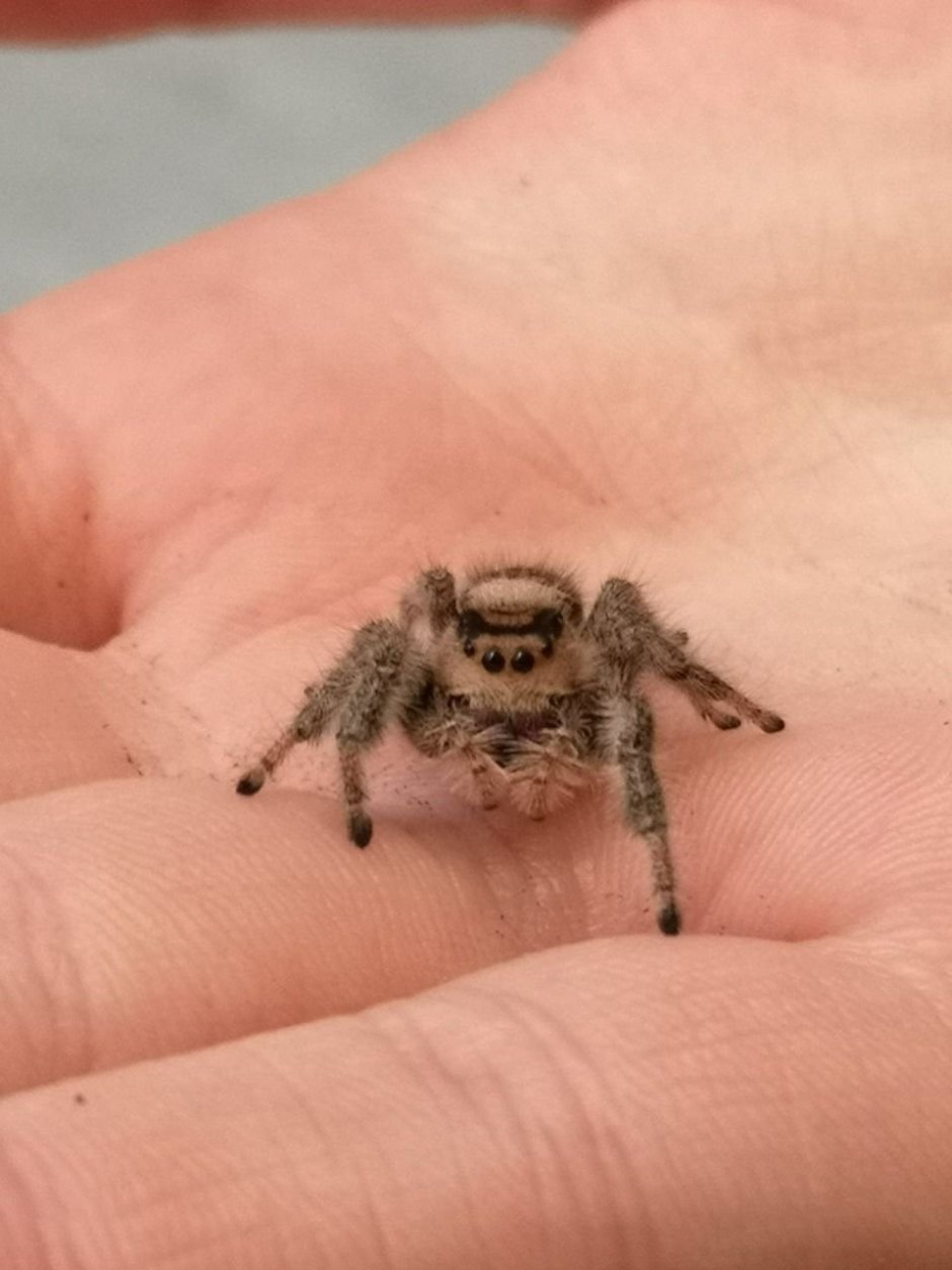 Паук скакунчик большой