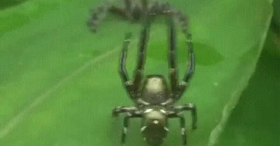 Dendryphantinae паук