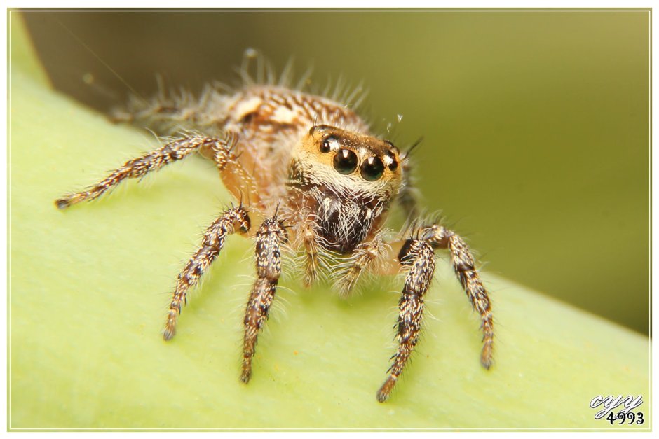 Паук скакунчик