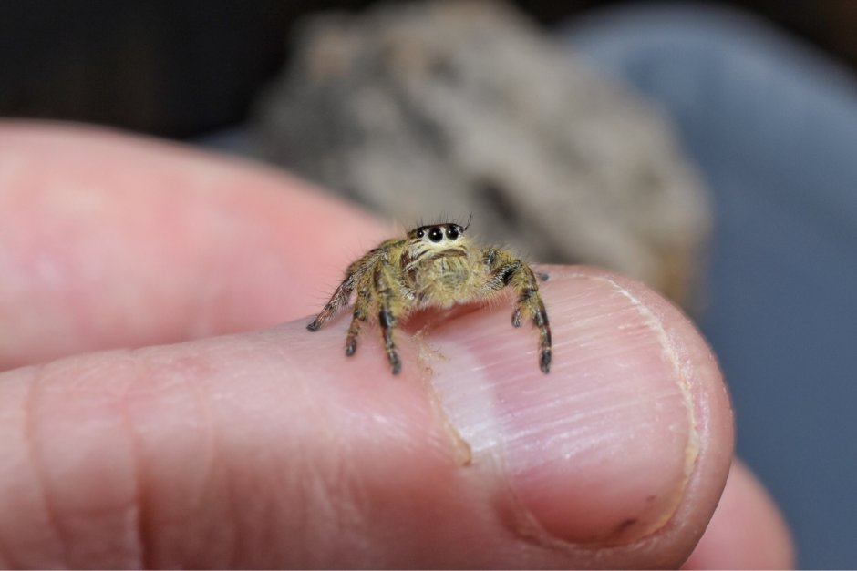 Паук-скакун Simaetha