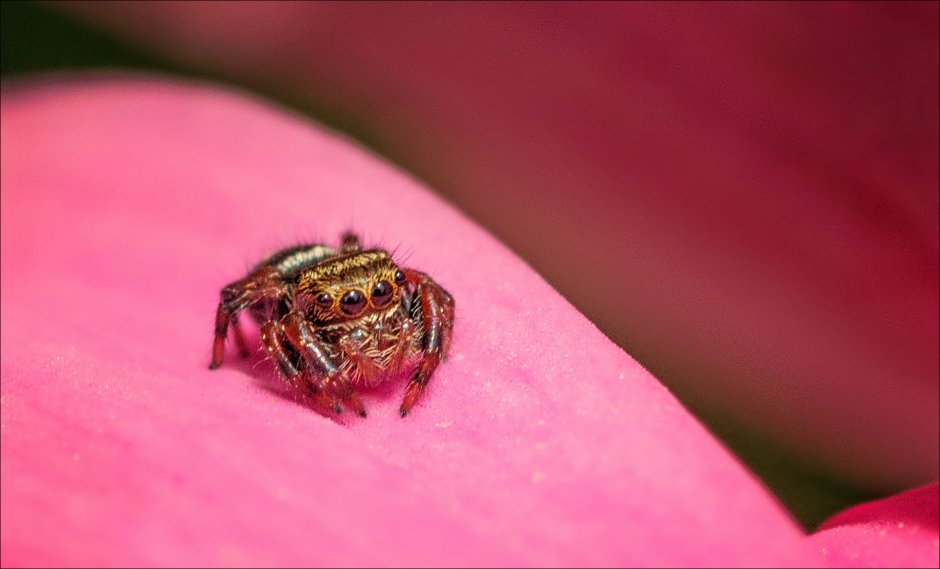 Паук Джампер