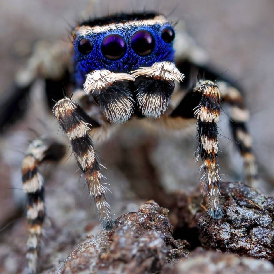 Паук скакун красный