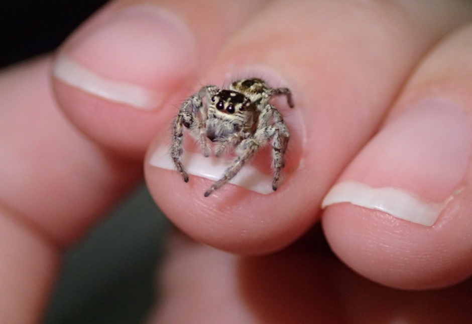 Домовой паук скакун