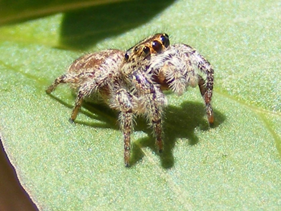 Паук скакун