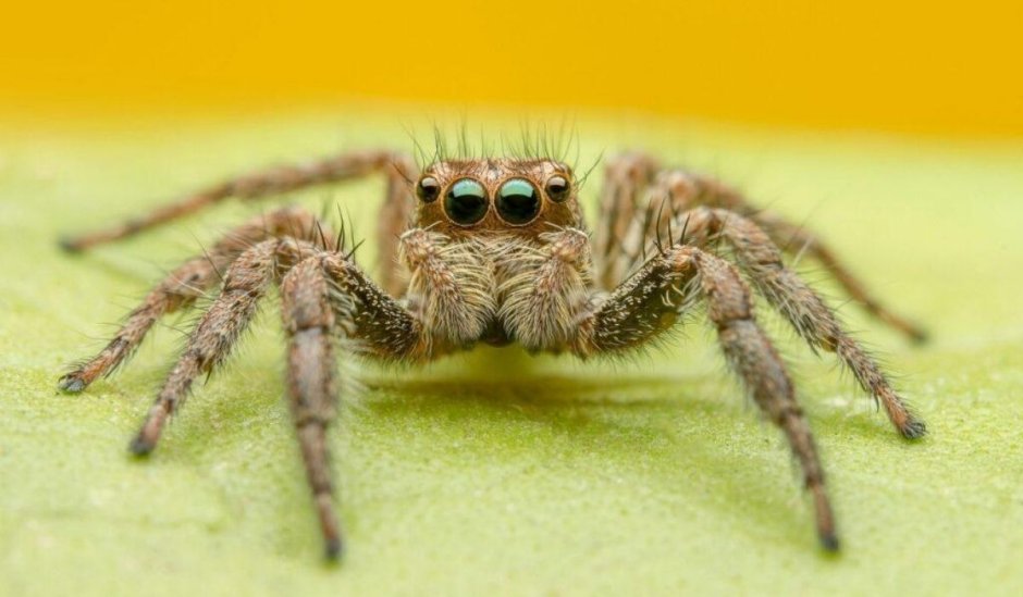 Паук прыгун черный