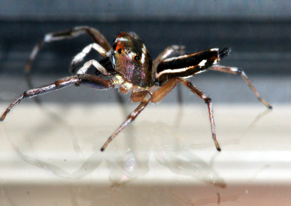 Красный маленький паук РФ