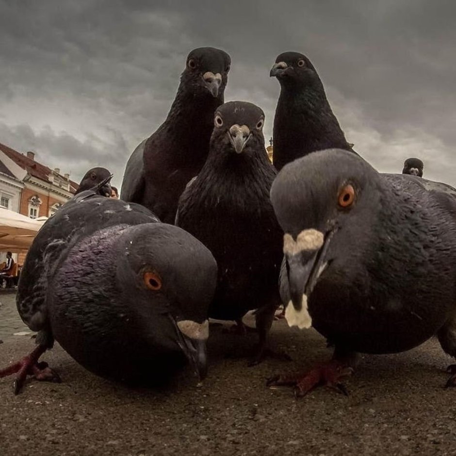 Голубь сутенер