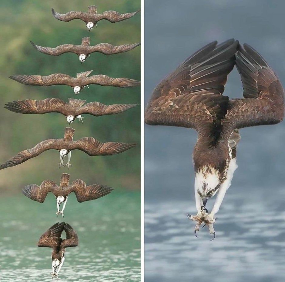 Качка птица