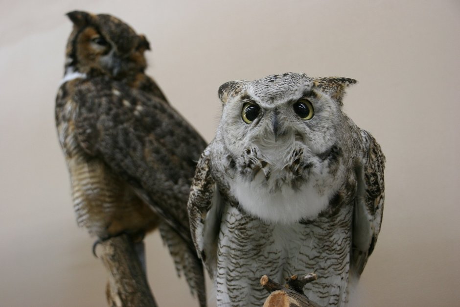 Great Horned Owl (Сыч)