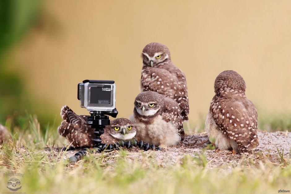 Сова с фотоаппаратом