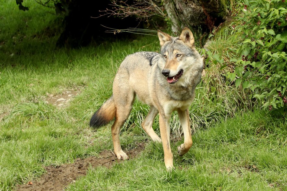 Волк canis Lupus