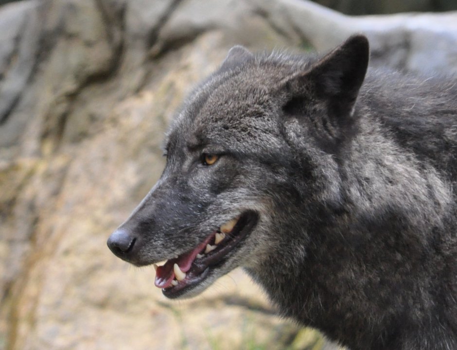 Canis Lupus alces