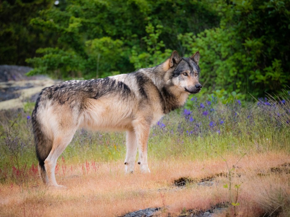 Волк canis Lupus