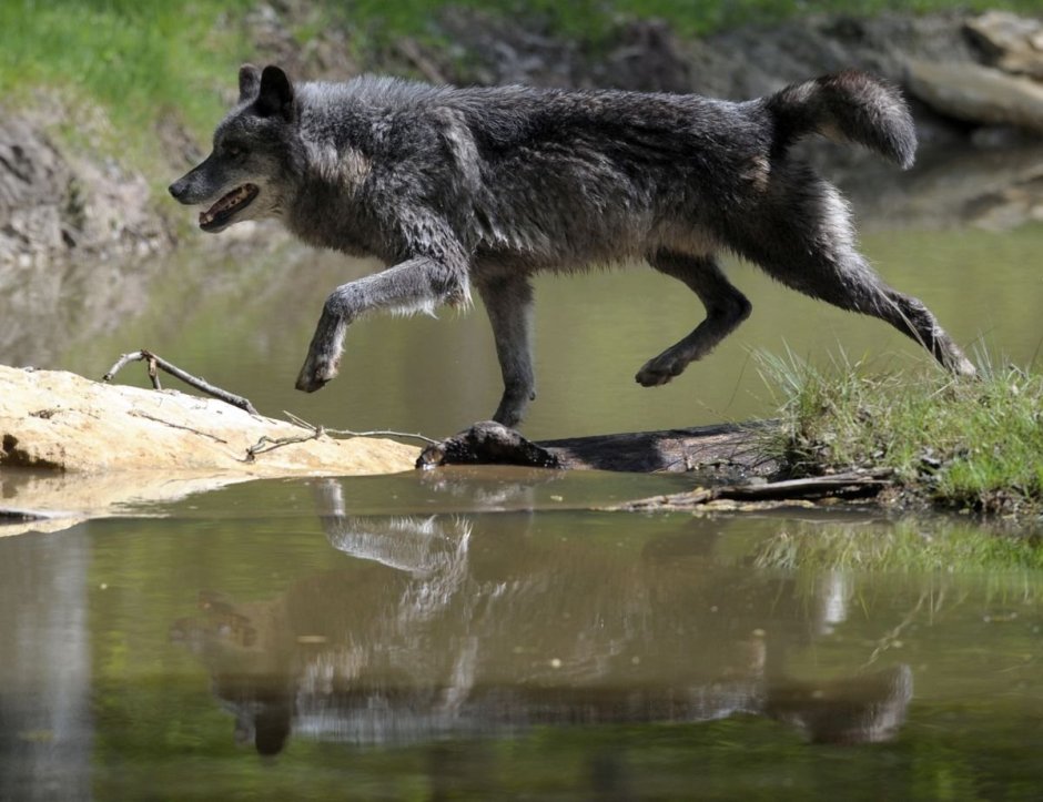 Волк обыкновенный (canis Lupus)