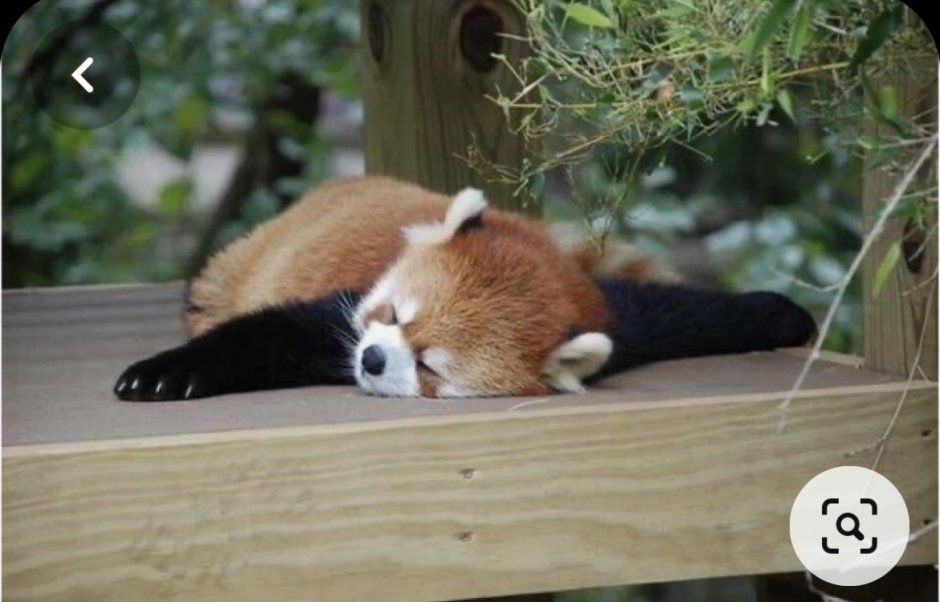 Красная Панда охотится