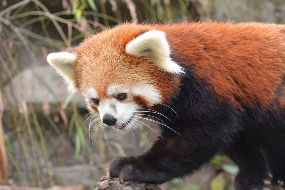 Красная Панда эндемик
