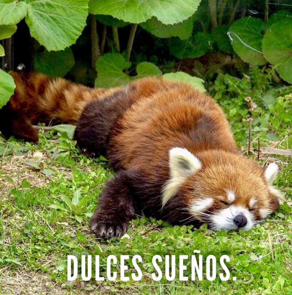 Две красные панды обнимаются