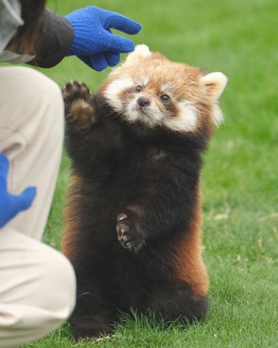 Красная Панда спит