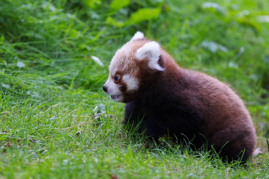 Красная Панда Меконг