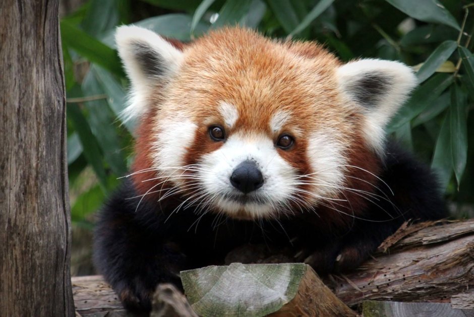 Гималайская Панда