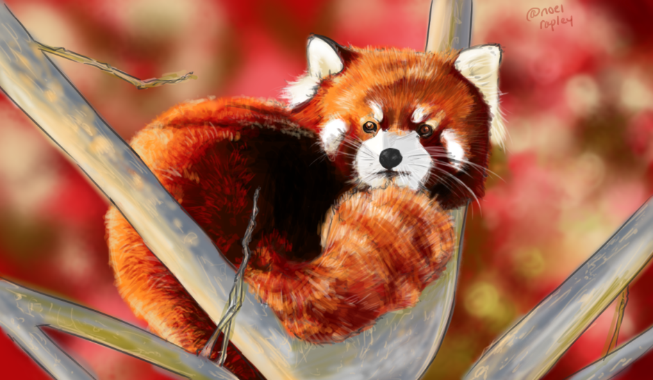 Красная енотовидная Панда