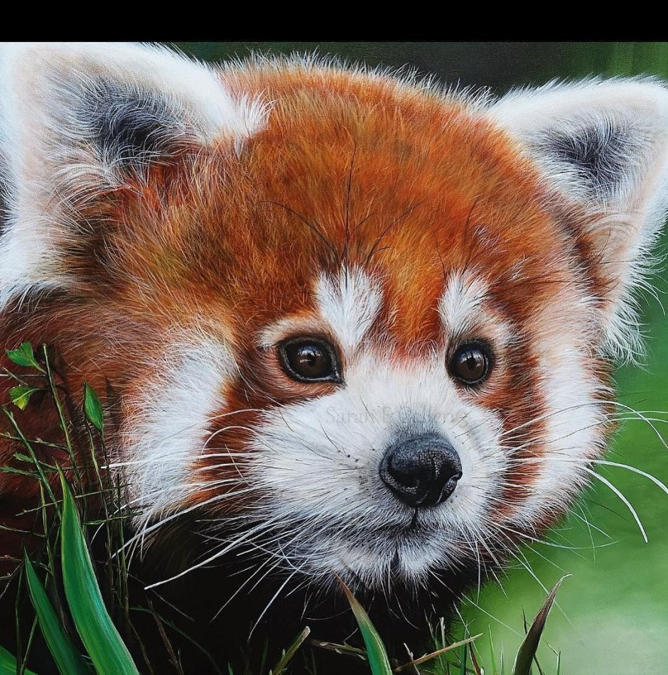 Сумчатая Панда