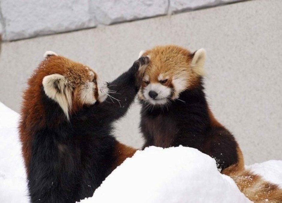 Малая Панда детеныш